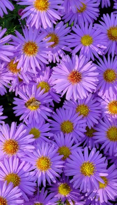 цветы фиолетовые сентябринки
