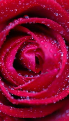 роза крупный план капли макро
