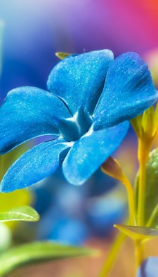 цветок синий цвета краски