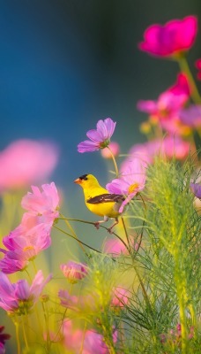 цветы полевые птица