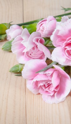 цветы букет розы розовый