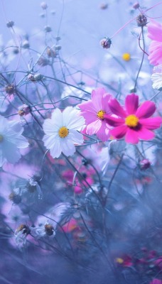 цветы красочные трава туман