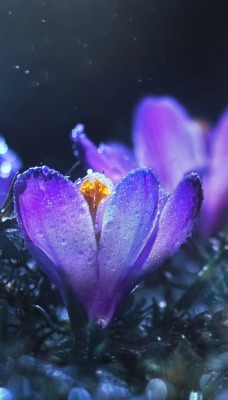 крокусы цветы капли дождь