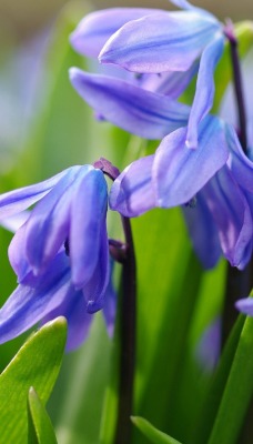 цветы фиолетовые фокус