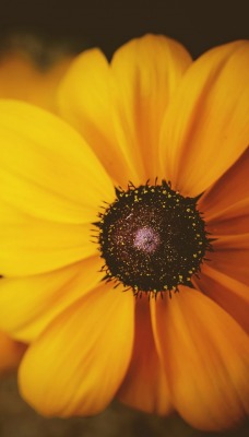 цветок желтый лепестки макро
