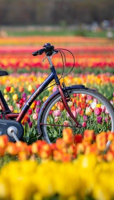 нидерланды велосипед цветы красочный тюльпаны
