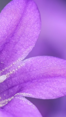 цветок фиолетовый макро лепестки
