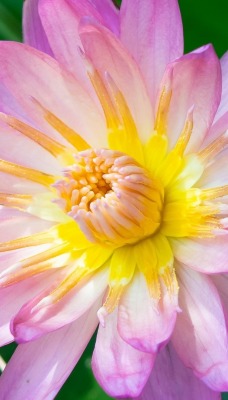 цветок лотос кувшинка крупный план