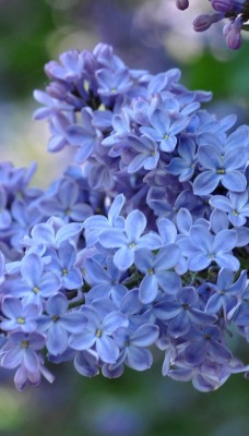 сирень ветка цветы голубые
