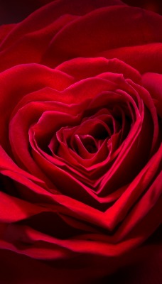розы красные розы макро