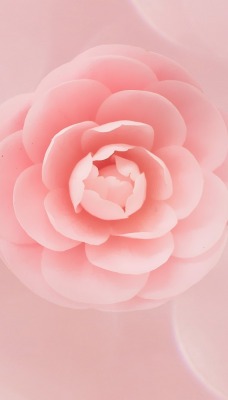 цветок бутон розовый