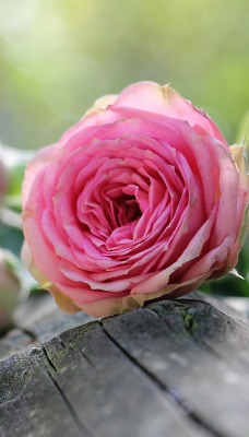 розы бревно крупный план