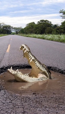 Крокодил в луже на дороге