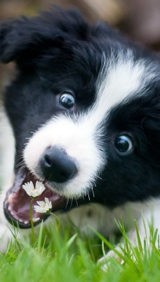 Собака щенок играется с цветком