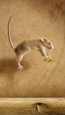 животные мышь мышеловка сыр