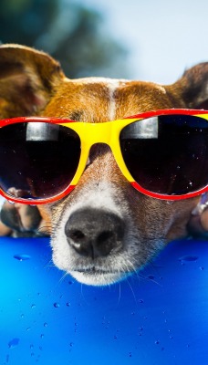 природа животные прикольные собака очки nature animals cool dog glasses