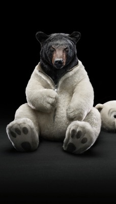 медведь белый бурый юмор костюм