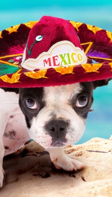 собака мексиканец шляпа юмор