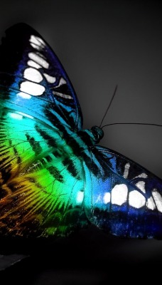 Бабочка и краски