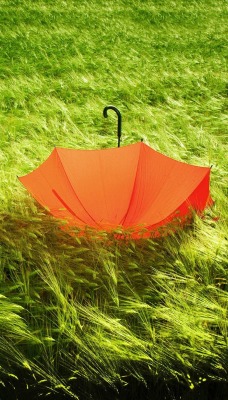 Зонтик на траве
