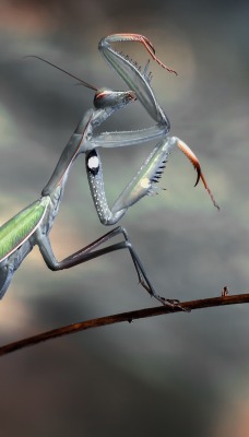 природа животные насекомые богомол макро