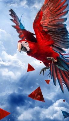 попугай облака ара красный