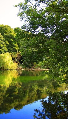 озеро зелень деревья лето the lake greens trees summer