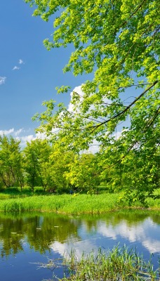 озеро зелень лето