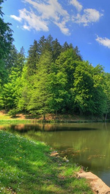 озеро деревья зелень лес лето