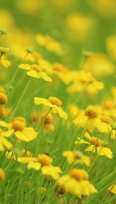 цветы желтые поляна трава