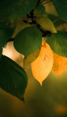 листья свечение пожелтевший
