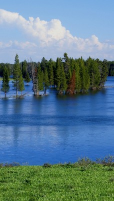 озеро лес берег деревья паводок