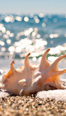 ракушка море пляж песок блики