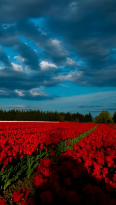 тюльпаны поляна цветы небо пасмурность
