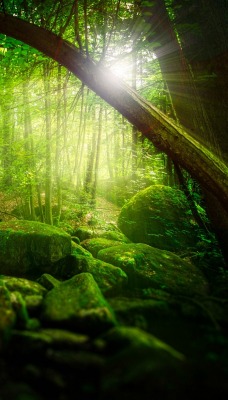 лес камни мох деревья зелень