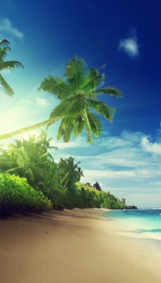 побережье берег солнечный свет лазурный пальмы