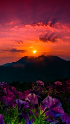 закат горы цветы высота небо