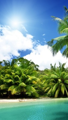 пальмы река лето отдых