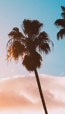 пальмы небо облако