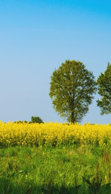 поле рапс лето деревья ясное небо