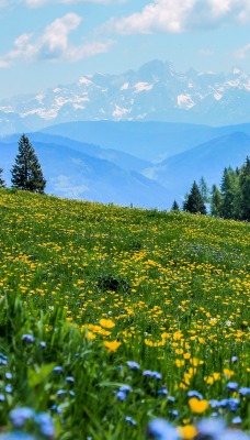 лето горы поляна склон цветы одуванчики