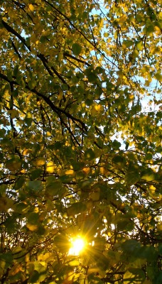 листья ветви солнце лучи