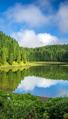 озеро лес лето ясный день зелень