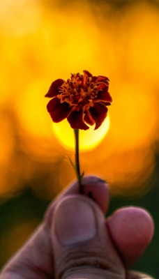 цветок рука боке закат