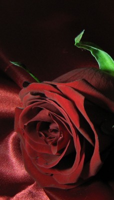 Бордовая картина с розой и кольцами