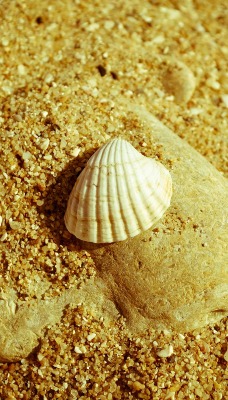 Камень сердце ракушка песок
