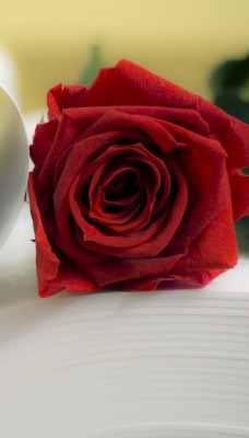 сердце бумага роза