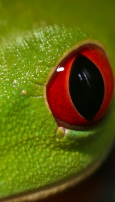 Зеленая лягушка макро