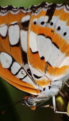 природа животные макро бабочка nature animals macro butterfly