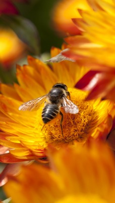Пчела цветок опыление